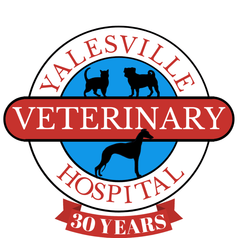 Veterinarian in Yalesville, CT Yalesville Veterinary Hospital