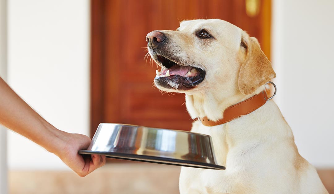 A Dog Being Offered A Silver Food Bowl
