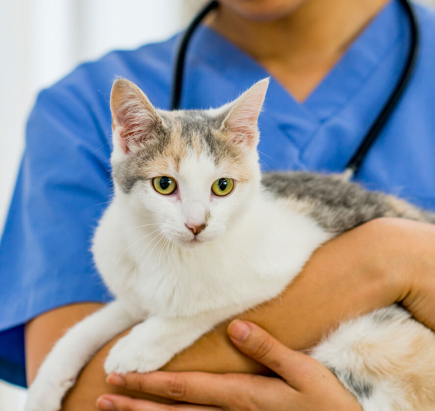 Veterinary Internal Medicine in Yalesville, CT Yalesville Veterinary