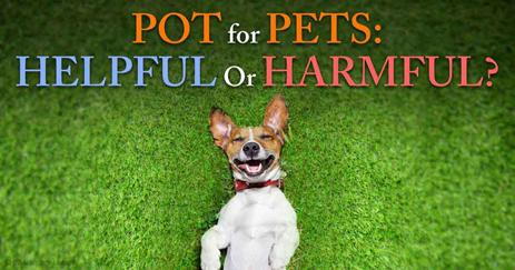 Is Pot Harmful Or Helpful For Pets