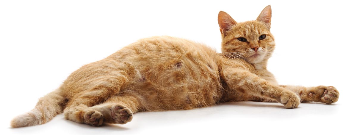 pregnant orange cat
