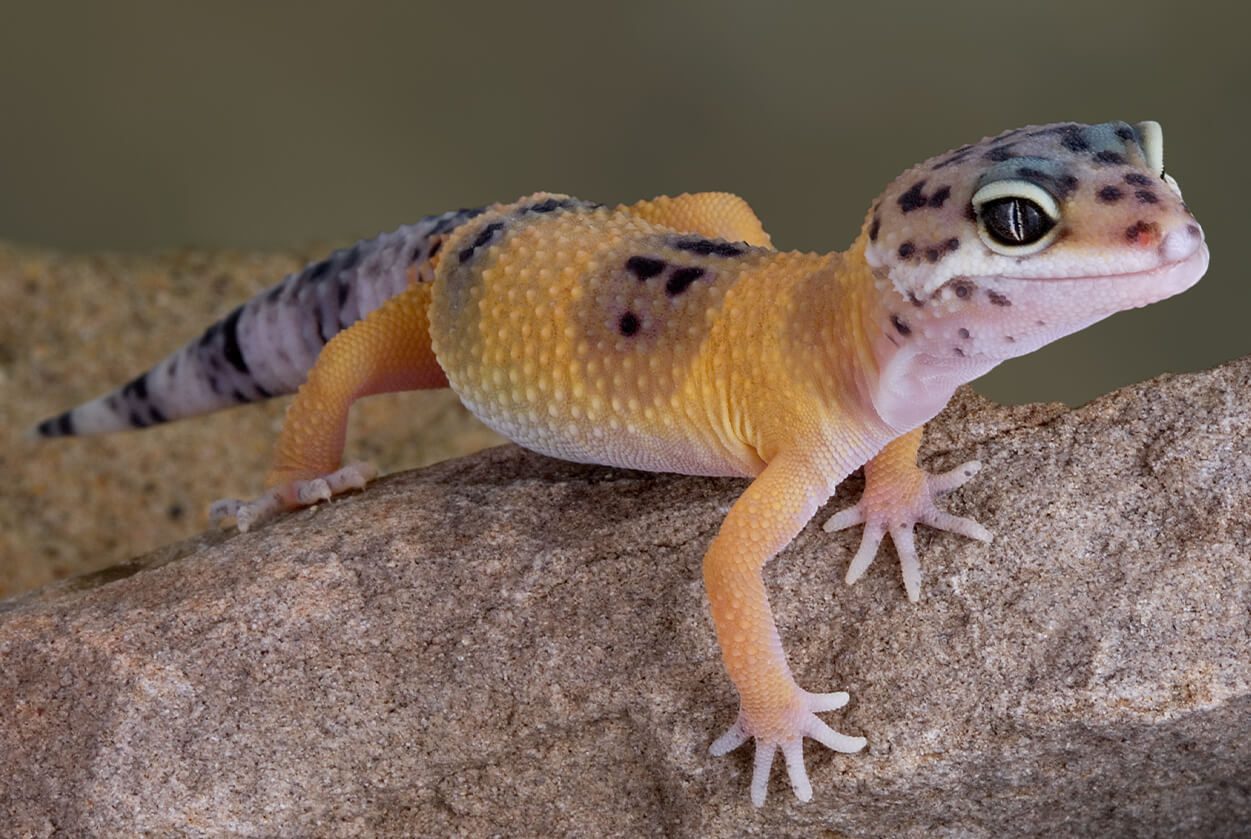Best Reptile Pets For Beginners In Yalesville Ct
