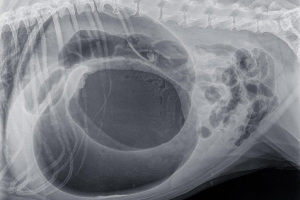 x-ray of dog with bloated stomach