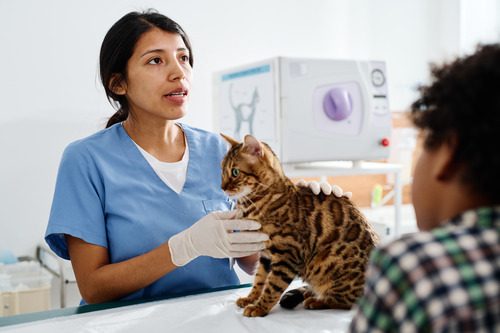 vet-examining-cat-while-talking-to-pet-owner