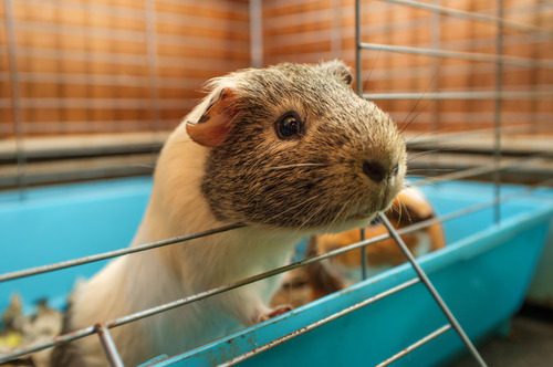 guinea-pig-in-cage