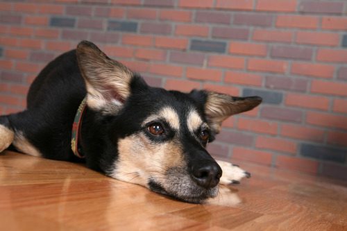 close-up-of-dog-resting-chin-on-floor