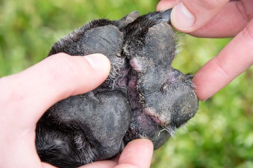 Infected paw on dog hotsell