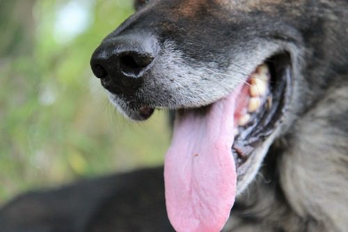 close-up-of-dog-panting-with-tongue-out