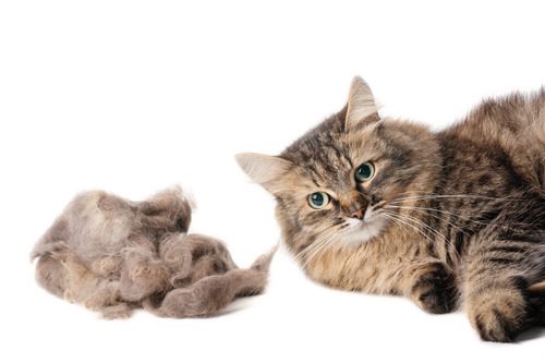 cat-hairball cat-laying-near-hairball