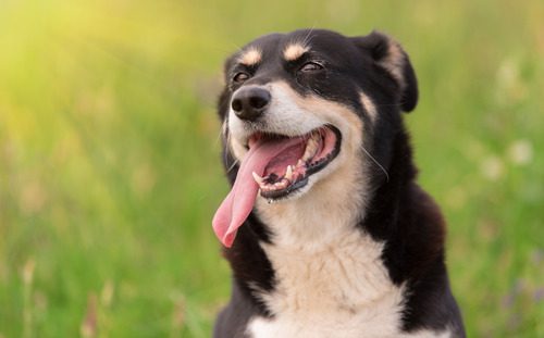dog-panting dog-in-a-field-outdoors-while-panting
