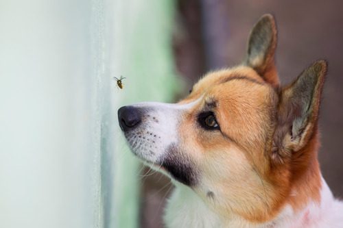 corgi-dog-watching-bee-up-close