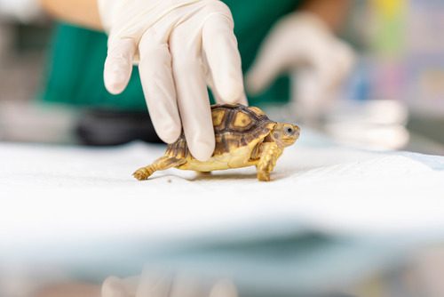 vet-holding-turtle-at-clinic