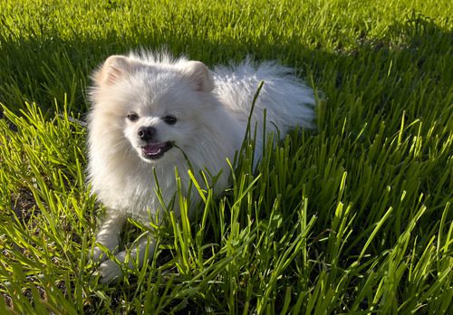 why-do-dogs-eat-grass pomeranian-dog-eating-grass