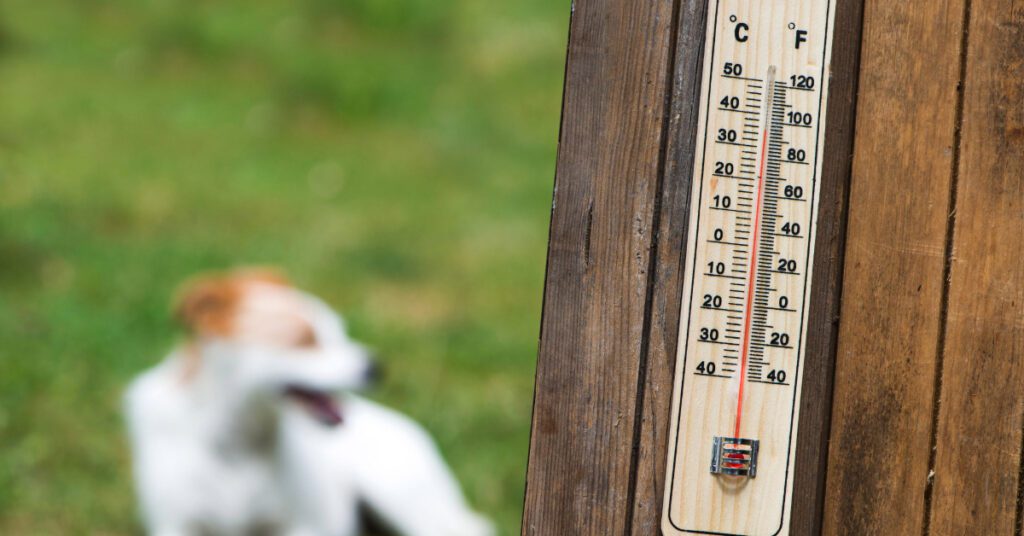 dog laying in the grass in the background while thermometer showing high temperature