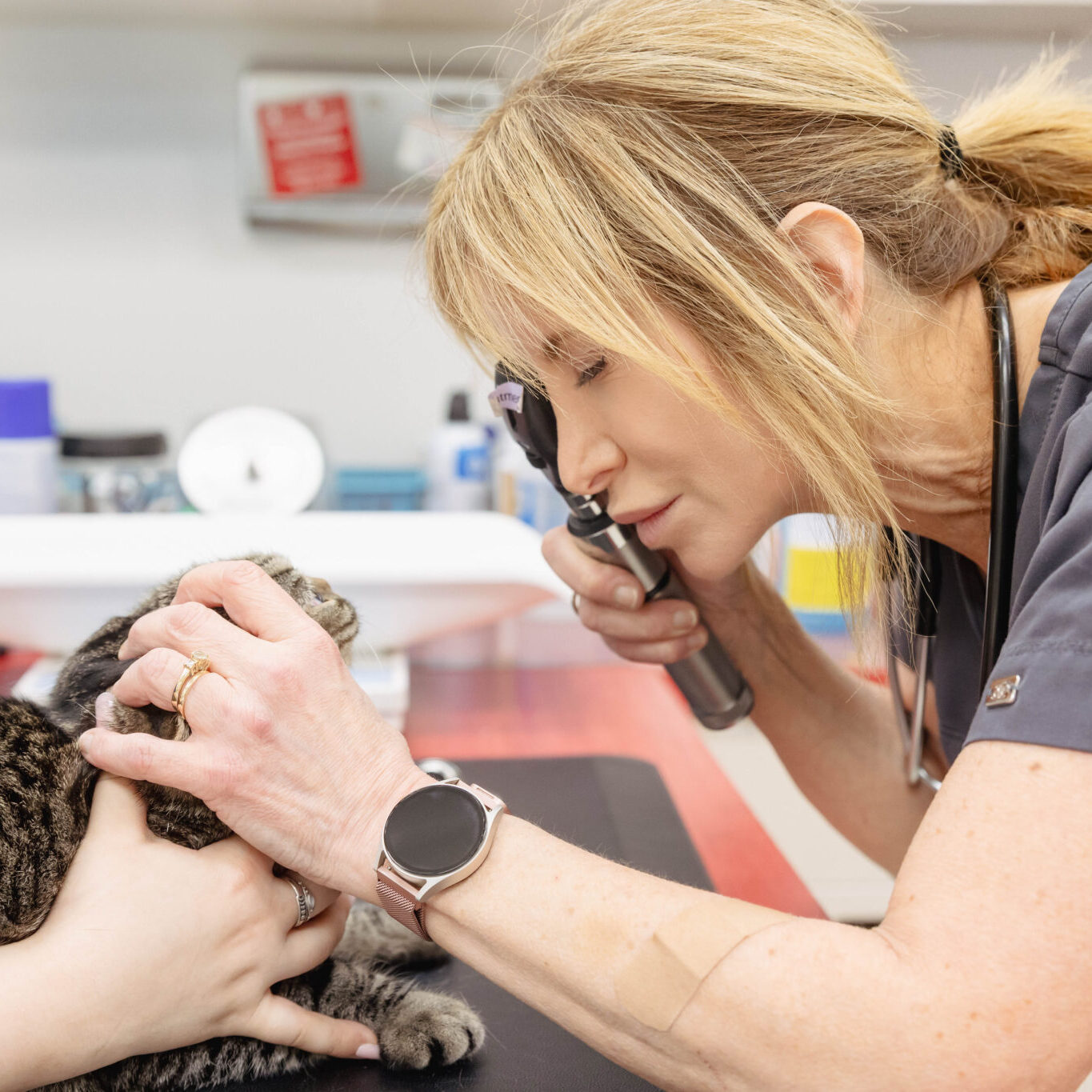 Dr. Lisa Looking At Cat Dr. Lisa looking into cats eye in an exam room