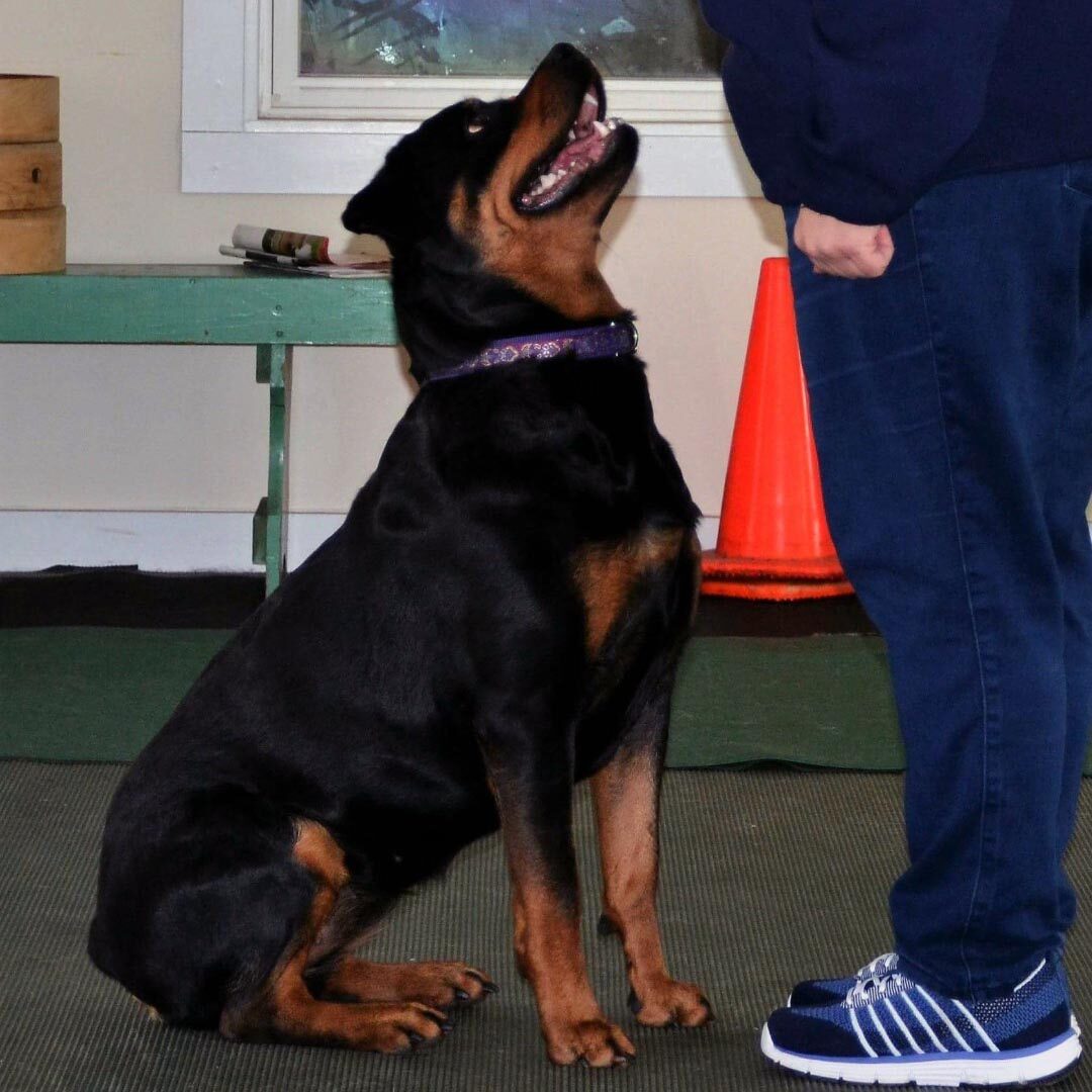 Dog Training At Yalesville Veterinary Hospital