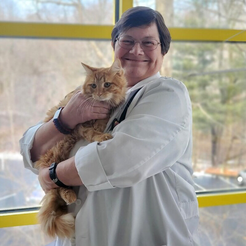 Marjorie Oneill holding fluffy orange cat